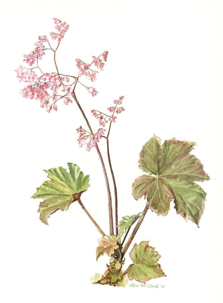 B. ‘Verschaffeltiana’